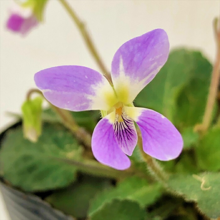 楽天市場】予約販売 スミレ 苗 タチツボスミレ 7.5cmポット