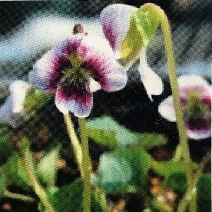 楽天市場】予約販売 スミレ 苗 タチツボスミレ 7.5cmポットすみれ 山