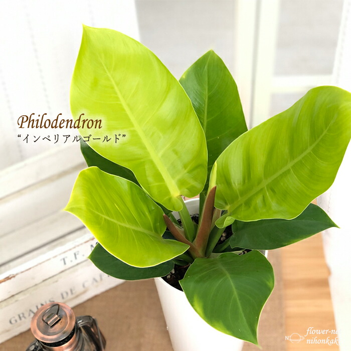 フィロデンドロン インペリアルゴールド 6サイズ野晒 送料無料 観葉草木 内装 おしゃれ Nobhillmusic Com