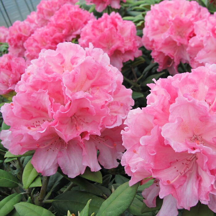 シャクナゲ/R.williamsianum/大株【現品発送】管理70658 楽天市場】予約販売 シャクナゲ ウィリアムキング 5号鉢 開花予定株