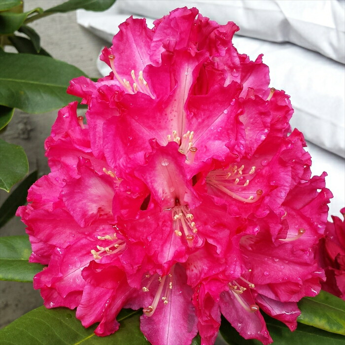 シャクヤク　芍薬　クリスマスベルベット　01 シャクヤク（芍薬）：ペチコートフランシス4号ポット の通販