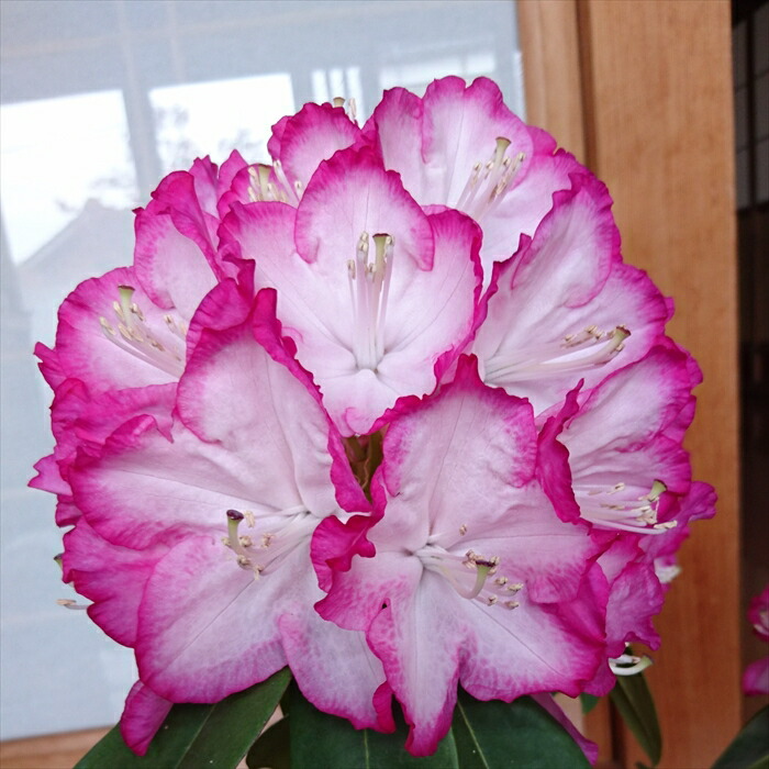 楽天市場】予約販売 シャクナゲ 紫炎 5号鉢 開花予定株 蕾付き