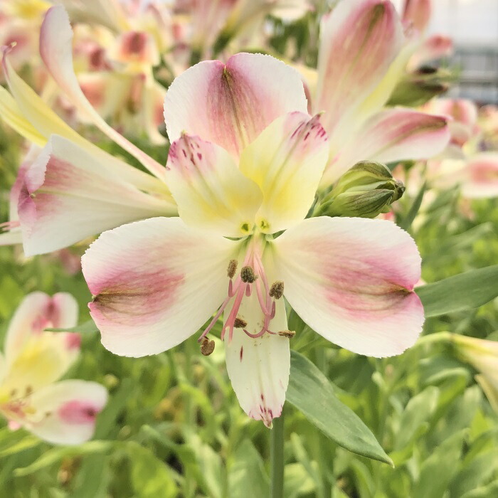 アルストロメリア苗 楽天市場】予約販売 アルストロメリア 苗 プティバニラ 10.5cm