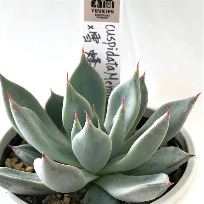 楽天市場】多肉植物 yukエケベリア ダークパメラ×simulans Laguna