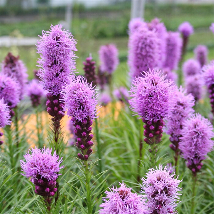 楽天市場】予約販売 宿根フロックス 苗 バレンチナ 9cmポット 多年草