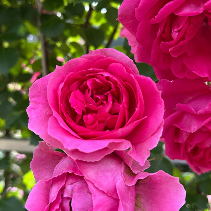 バラの花冠 楽天市場】【まもなく締め切り】予約販売 バラ 苗 バラ 新苗