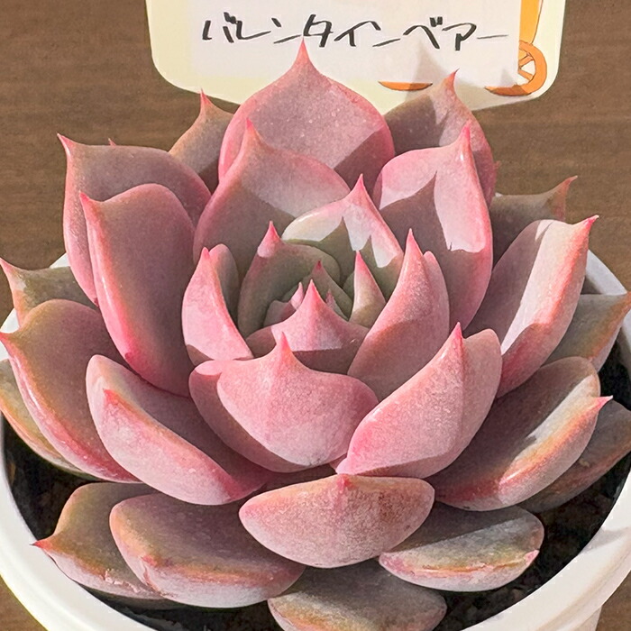 楽天市場】多肉植物 yukエケベリア ラウリンゼ×雪蜂 多肉植物 優木園