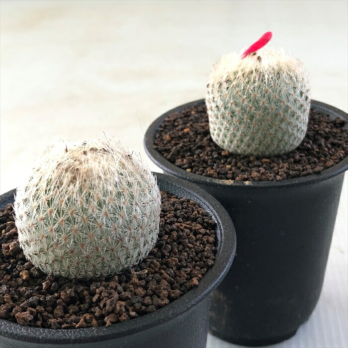 楽天市場 多肉植物 Guサボテン 月世界 多肉植物 7 5cmポット フラワーネット 日本花キ流通 楽天市場 多肉植物 Guサボテン 月世界 多肉植物 7 5cmポット フラワーネット 日本花キ流通