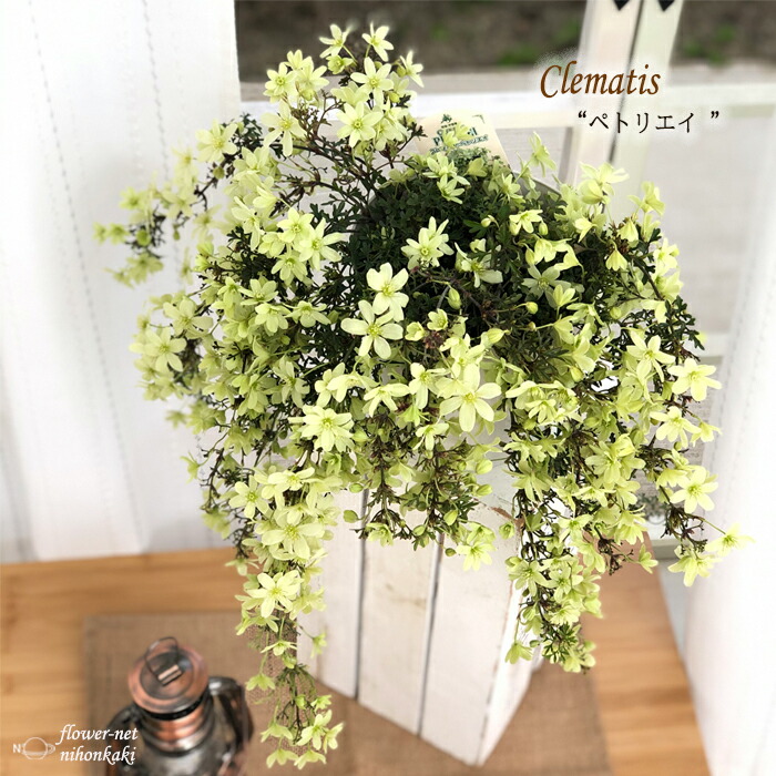 限定セット】ラベル付きクレマチス4品種❤️流星❤️他 限定セット