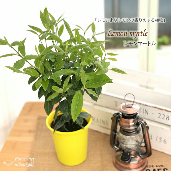 その他観葉植物 jasmine 20331_1.jpg