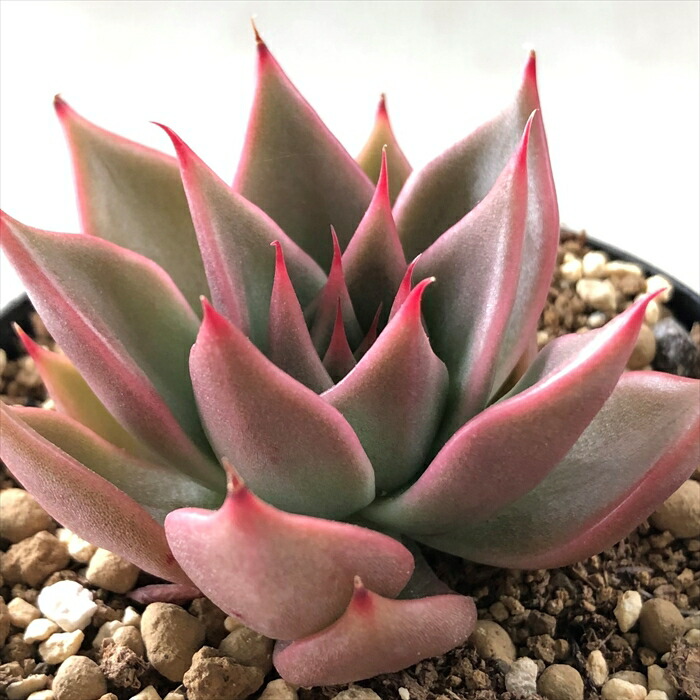 楽天市場】多肉植物 skエケベリア ドイツシャンペン 多肉植物