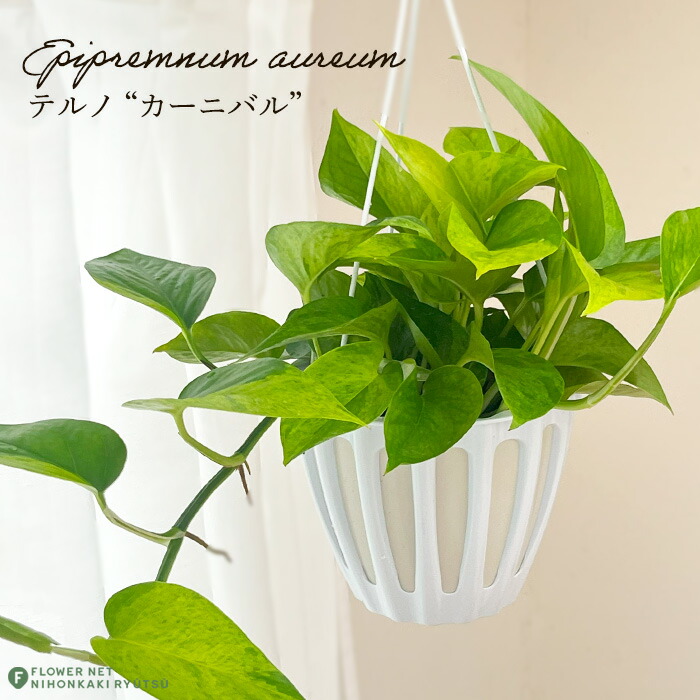dachs1【現品・鉢まま出荷】ポトス　テルノジュニア＆サンシャイン dachs1【現品・鉢まま出荷】ポトス テルノジュニア