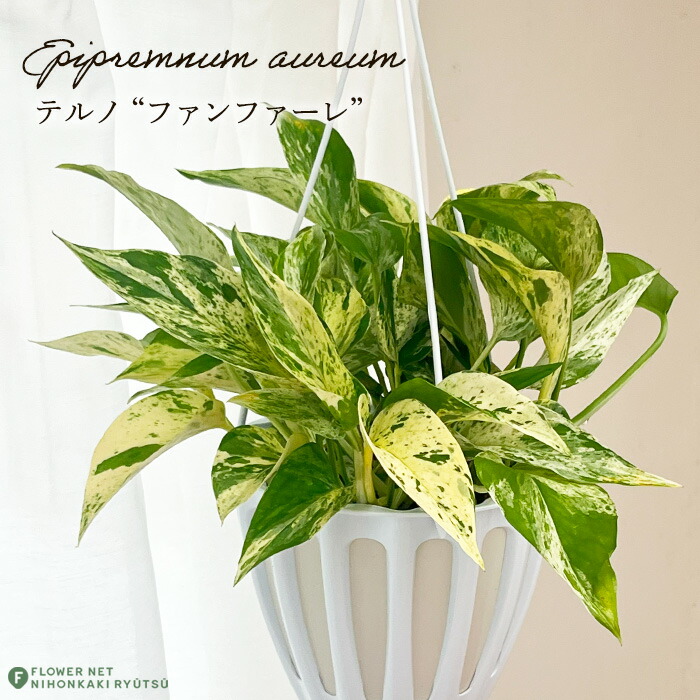 楽天市場】観葉植物 ポトス テルノ No.009 シャンゼリゼ 8cmポット