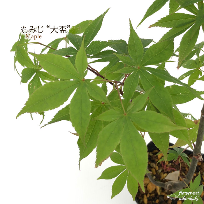 Ginkoi様 モミジ苗木　4本 Ginkoi様 モミジ苗木 4本 51NqnxVCuQL._UF350,350_QL50_.jpg