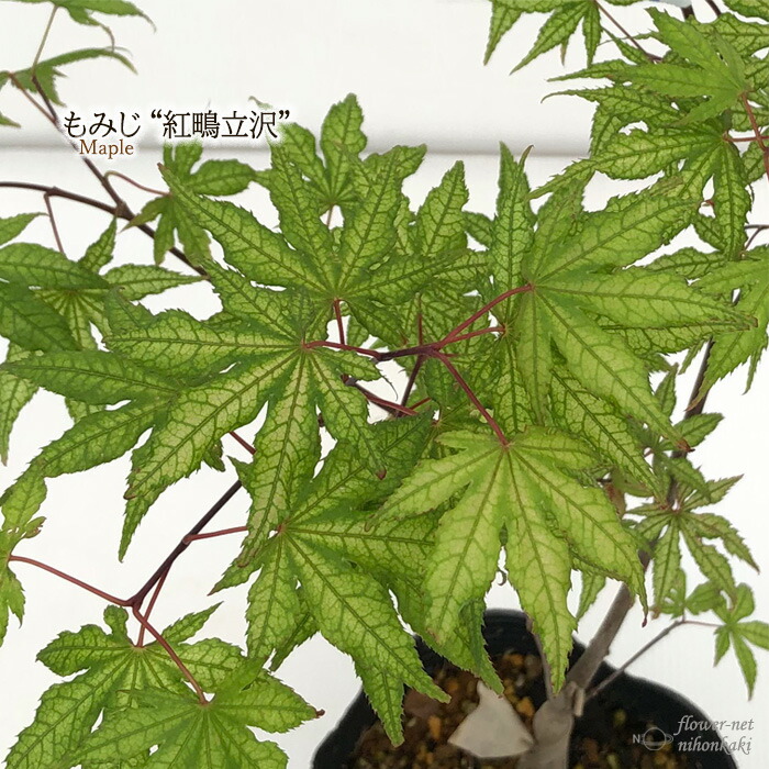 もみじ ファイヤーグロー接木苗 3.5号ポット4年生苗木 もみじ ファイヤーグロー接木苗 3.5号ポット4年生苗木