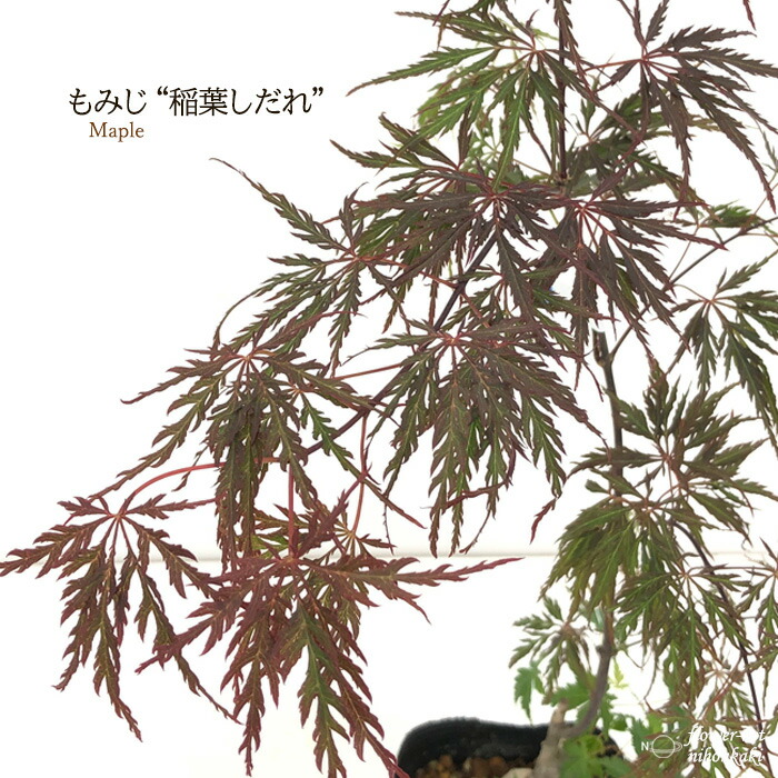 楽天市場】予約販売 もみじ 紅鴫立沢 12cmポット 接木苗 紅葉