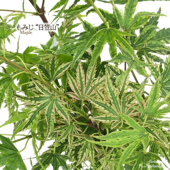 楽天市場】予約販売 もみじ 紅鴫立沢 12cmポット 接木苗 紅葉