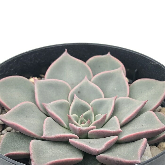多肉植物　アンストーン エケベリア アンストーン Echeveria 'Anstone'｜多肉植物図鑑