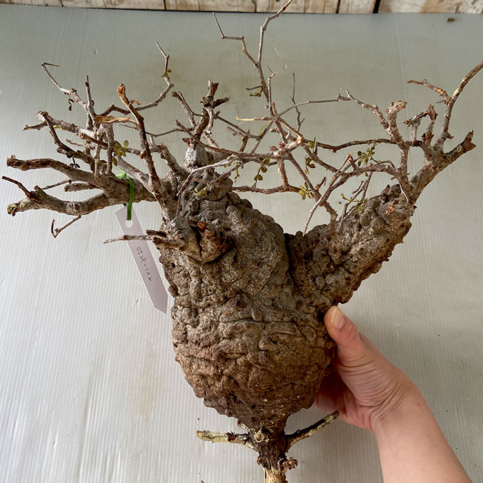 多肉植物 Caオペルクリカリア パキプス 0528 102 多肉植物 コーデックス 現品販売 輸入株 Restorationgardner Org