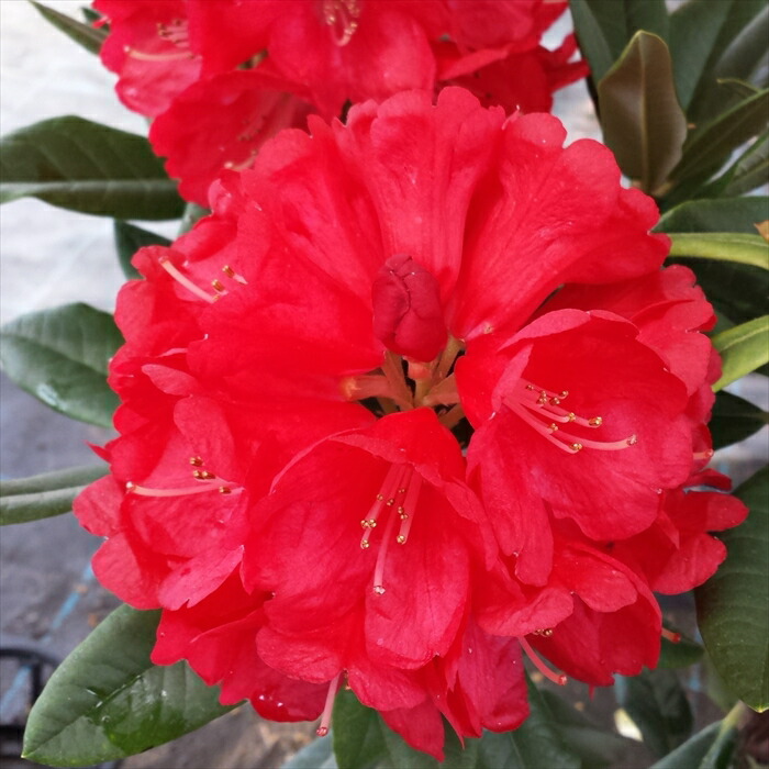 楽天市場】予約販売 シャクナゲ 紅富士 5号鉢 開花予定株 西洋