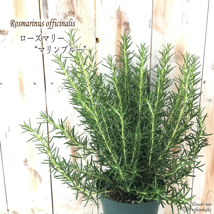 ローズマリー マリーン青 5サイズ野晒 草本 庭木 Hotjobsafrica Org
