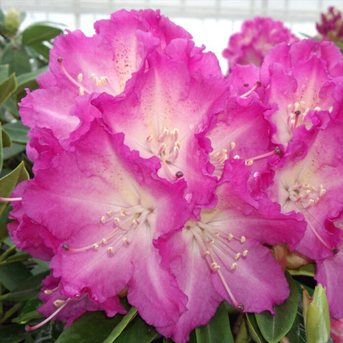 楽天市場】予約販売 シャクナゲ 紫炎 5号鉢 開花予定株 蕾付き