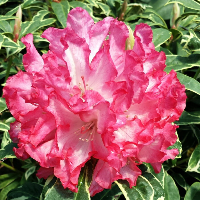 楽天市場】予約販売 シャクナゲ 紫炎 5号鉢 開花予定株 蕾付き