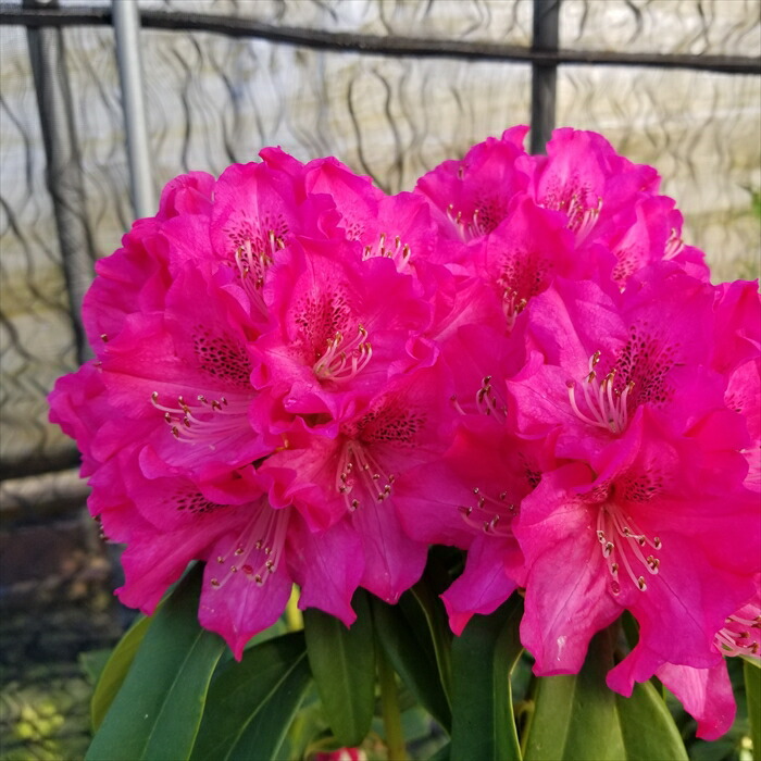 楽天市場】予約販売 シャクナゲ 紅富士 5号鉢 開花予定株 西洋