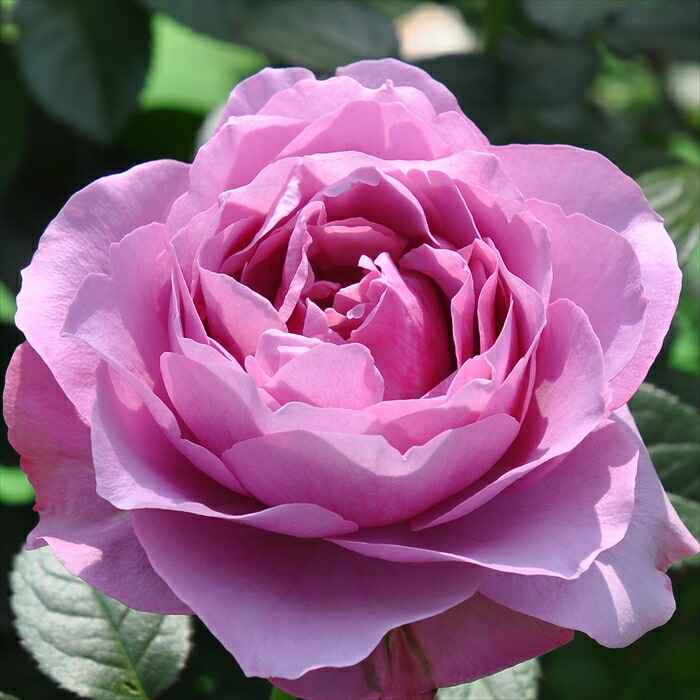 楽天市場】予約販売 バラ苗 バラ大苗 ロサ オリエンティス シルク