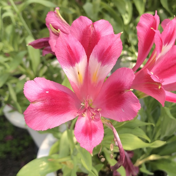 楽天市場】予約販売 アルストロメリア 苗 ピンクスプレー 10.5cm