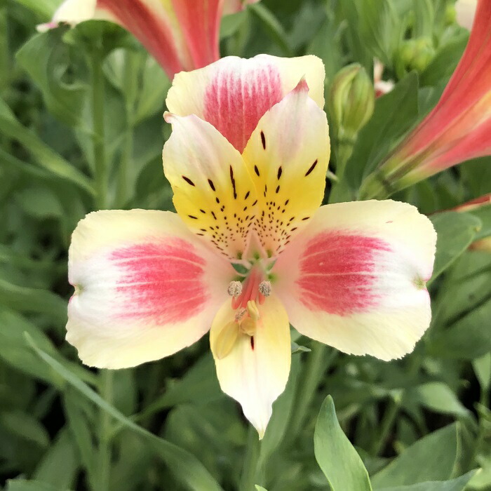 楽天市場】予約販売 アルストロメリア 苗 ピンクスプレー 10.5cmポット