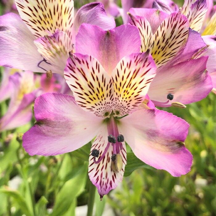 楽天市場】アルストロメリア 苗 テスティパール スポットレス