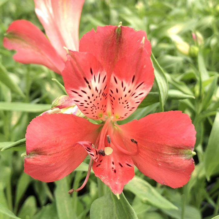 楽天市場】予約販売 アルストロメリア 苗 ミニスマート 10.5cmポット