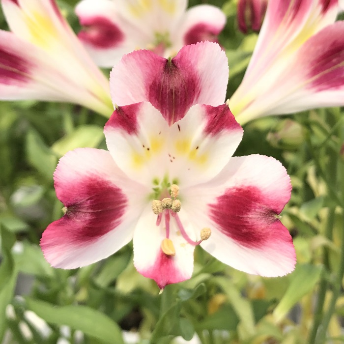 アルストロメリア苗 楽天市場】予約販売 アルストロメリア 苗 プティバニラ 10.5cm