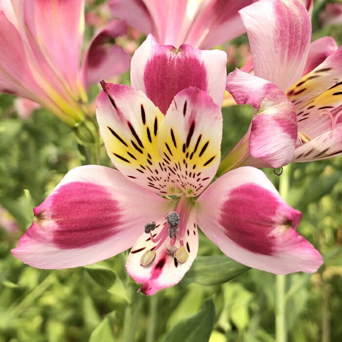 【東】アルストロメリア 楽天市場】予約販売 アルストロメリア 苗 トリプルハート 10.5cmポット