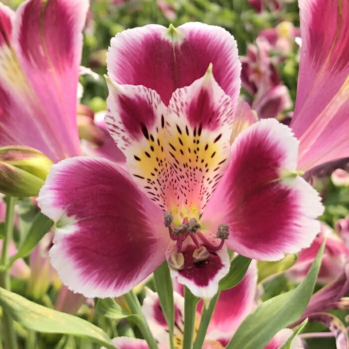 楽天市場】予約販売 アルストロメリア 苗 プティバニラ 10.5cm