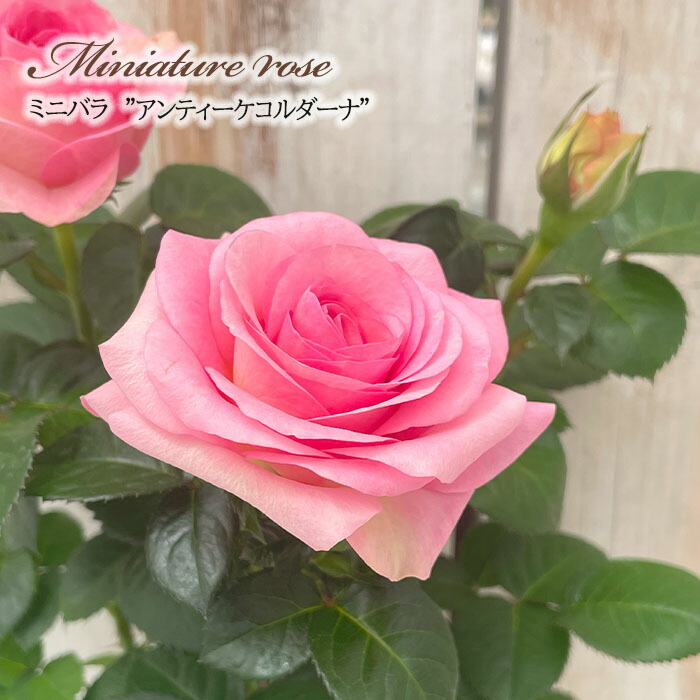 楽天市場】予約販売 ミニバラ さくら 3号ポット バラ 薔薇 バラ