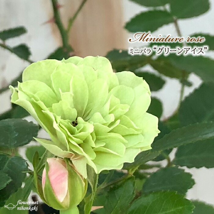 楽天市場】予約販売 ミニバラ サラマンダーアサミ 3号ポット