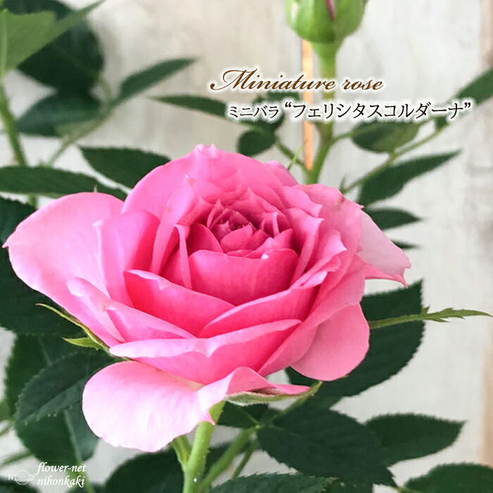 楽天市場】予約販売 ミニバラ フェリシタスコルダーナ 3号ポット