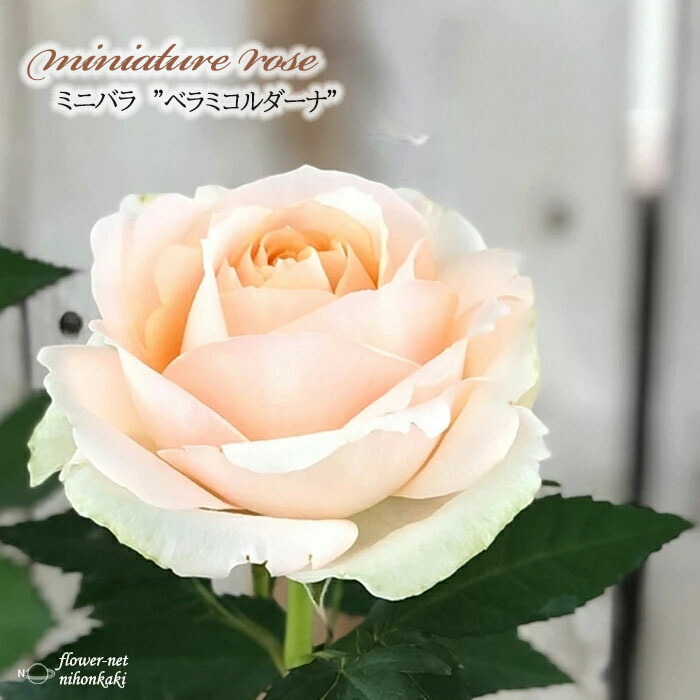楽天市場】【まもなく締め切り】 予約販売 ミニバラ
