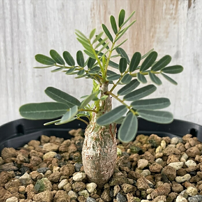 多肉植物 Caセンナ メリディオナリス 実生苗 多肉植物 コーデックス 9cmポット Psicologosancora Es