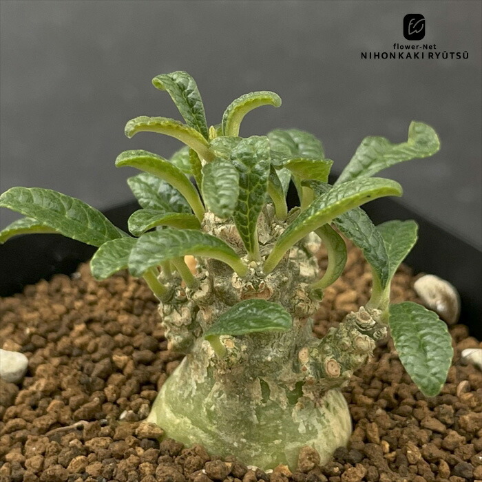 楽天市場】多肉植物 ca チレコドン レティキュラータ 万物想