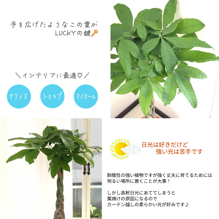 パキラ 7号鉢 送料無料 苗 観葉植物 インテリア おしゃれ 引っ越し祝い ギフト お祝い 新築祝い Rvcconst Com