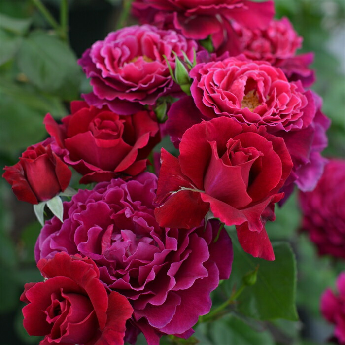 楽天市場】予約販売 バラ苗 バラ大苗 河本バラ園 ブルーヘブン