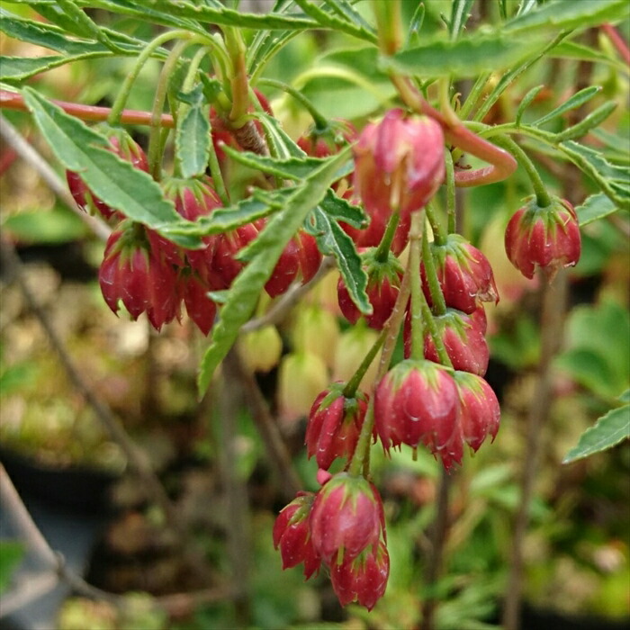 お盆特価。厳選ドウダンツツジ。 お盆特価。厳選ドウダンツツジ。