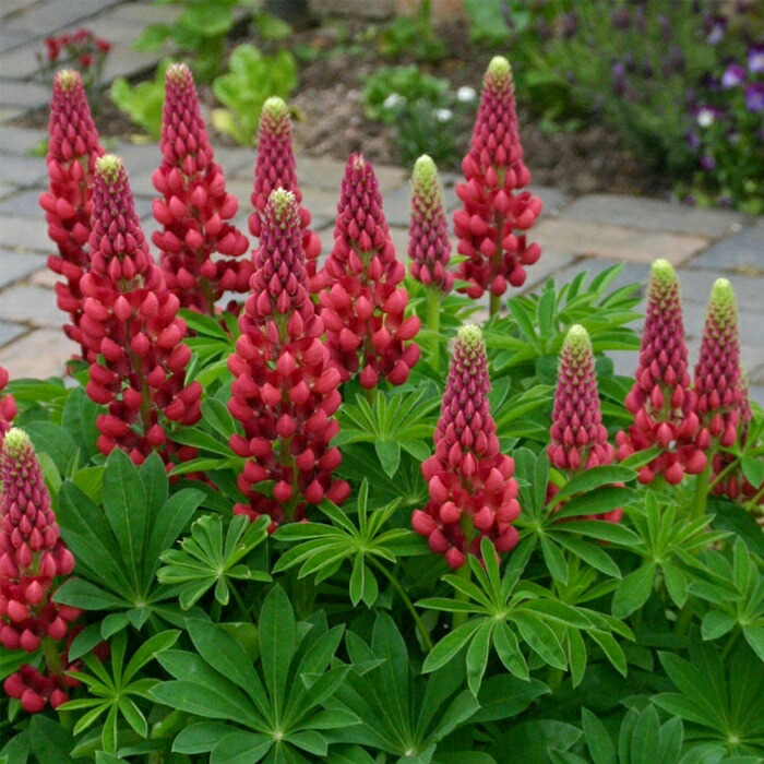 楽天市場】予約販売 ダリア 苗 銅葉ぷちダリア フレディーストロベリー