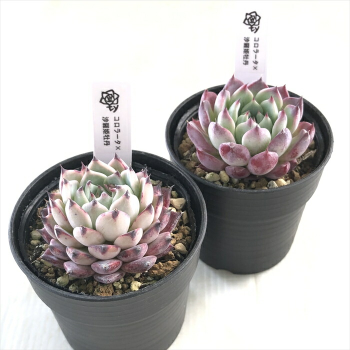 多肉植物 TYエケベリア コロラータ×沙羅姫牡丹 多肉植物 TYさん苗 送料 