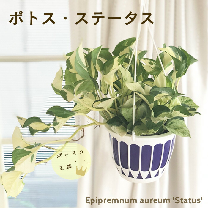 パキラ　ミルキーウェイ　斑入り　実生　5号鉢つき　極上大株❗ パキラ ミルキーウェイ 斑入り 実生 5号鉢つき 極上大株❗