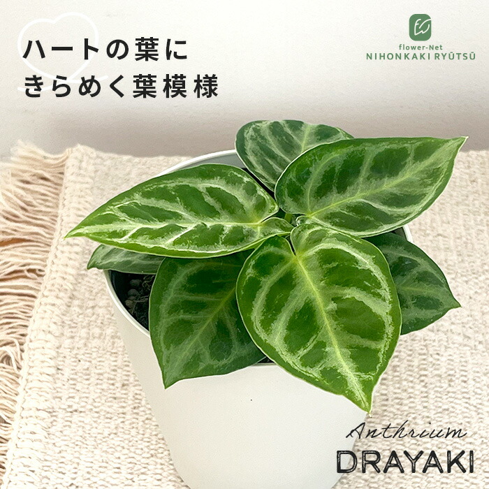 楽天市場】観葉植物 cot アロカシア バギンダ シルバードラゴン