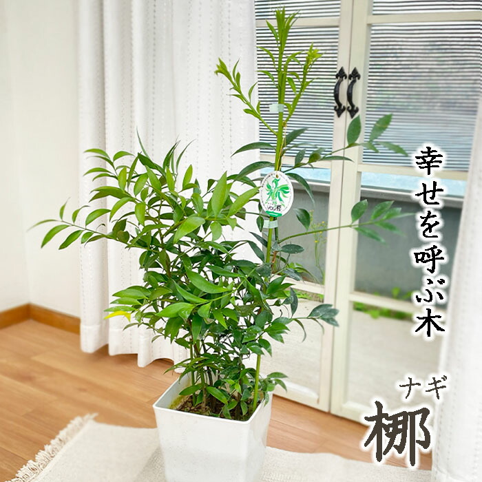 楽天市場】観葉植物 フィカス ベンジャミン スターライト ビューティー